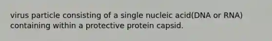 virus particle consisting of a single nucleic acid(DNA or RNA) containing within a protective protein capsid.