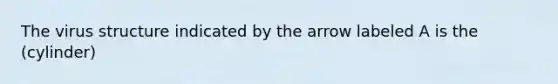 The virus structure indicated by the arrow labeled A is the (cylinder)