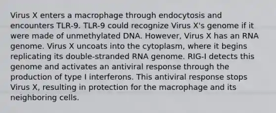 Virus X enters a macrophage through endocytosis and encounters TLR-9. TLR-9 could recognize Virus X's genome if it were made of unmethylated DNA. However, Virus X has an RNA genome. Virus X uncoats into the cytoplasm, where it begins replicating its double-stranded RNA genome. RIG-I detects this genome and activates an antiviral response through the production of type I interferons. This antiviral response stops Virus X, resulting in protection for the macrophage and its neighboring cells.