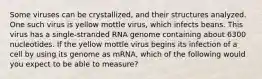 Some viruses can be crystallized, and their structures analyzed. One such virus is yellow mottle virus, which infects beans. This virus has a single-stranded RNA genome containing about 6300 nucleotides. If the yellow mottle virus begins its infection of a cell by using its genome as mRNA, which of the following would you expect to be able to measure?