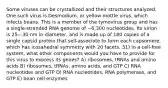 Some viruses can be crystallized and their structures analyzed. One such virus is Desmodium, or yellow mottle virus, which infects beans. This is a member of the tymovirus group and has a single-stranded RNA genome of ~6,300 nucleotides. Its virion is 25—30 nm in diameter, and is made up of 180 copies of a single capsid protein that self-associate to form each capsomere, which has icosahedral symmetry with 20 facets. 31) In a cell-free system, what other components would you have to provide for this virus to express its genes? A) ribosomes, tRNAs and amino acids B) ribosomes, tRNAs, amino acids, and GTP C) RNA nucleotides and GTP D) RNA nucleotides, RNA polymerase, and GTP E) bean cell enzymes