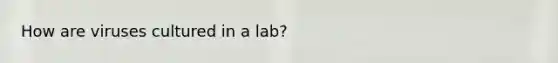 How are viruses cultured in a lab?