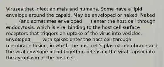 Viruses that infect animals and humans. Some have a lipid envelope around the capsid. May be enveloped or naked. Naked _____ (and sometimes enveloped ___) enter the host cell through endocytosis, which is viral binding to the host cell surface receptors that triggers an uptake of the virus into vesicles. Enveloped ____ with spikes enter the host cell through membrane fusion, in which the host cell's plasma membrane and the viral envelope blend together, releasing the viral capsid into the cytoplasm of the host cell.