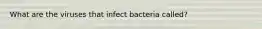 What are the viruses that infect bacteria called?