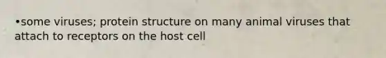 •some viruses; protein structure on many animal viruses that attach to receptors on the host cell