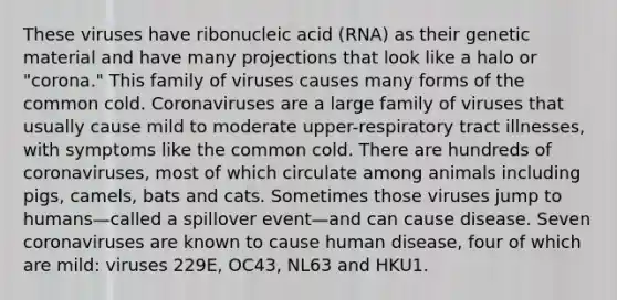 These viruses have ribonucleic acid (RNA) as their genetic material and have many projections that look like a halo or "corona." This family of viruses causes many forms of the common cold. Coronaviruses are a large family of viruses that usually cause mild to moderate upper-respiratory tract illnesses, with symptoms like the common cold. There are hundreds of coronaviruses, most of which circulate among animals including pigs, camels, bats and cats. Sometimes those viruses jump to humans—called a spillover event—and can cause disease. Seven coronaviruses are known to cause human disease, four of which are mild: viruses 229E, OC43, NL63 and HKU1.