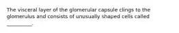The visceral layer of the glomerular capsule clings to the glomerulus and consists of unusually shaped cells called __________.