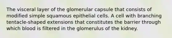 The visceral layer of the glomerular capsule that consists of modified simple squamous epithelial cells. A cell with branching tentacle-shaped extensions that constitutes the barrier through which blood is filtered in the glomerulus of the kidney.