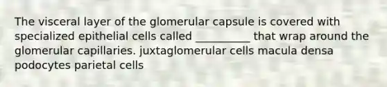 The visceral layer of the glomerular capsule is covered with specialized epithelial cells called __________ that wrap around the glomerular capillaries. juxtaglomerular cells macula densa podocytes parietal cells