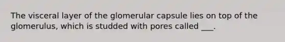 The visceral layer of the glomerular capsule lies on top of the glomerulus, which is studded with pores called ___.