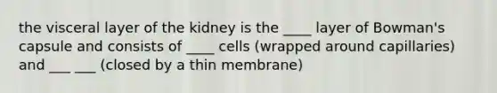 the visceral layer of the kidney is the ____ layer of Bowman's capsule and consists of ____ cells (wrapped around capillaries) and ___ ___ (closed by a thin membrane)