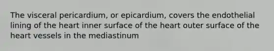 The visceral pericardium, or epicardium, covers the endothelial lining of the heart inner surface of the heart outer surface of the heart vessels in the mediastinum