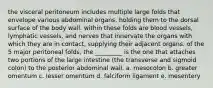 the visceral peritoneum includes multiple large folds that envelope various abdominal organs, holding them to the dorsal surface of the body wall. within these folds are blood vessels, lymphatic vessels, and nerves that innervate the organs with which they are in contact, supplying their adjacent organs. of the 5 major peritoneal folds, the _________ is the one that attaches two portions of the large intestine (the transverse and sigmoid colon) to the posterior abdominal wall. a. mesocolon b. greater omentum c. lesser omentum d. falciform ligament e. mesentery