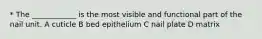 * The ____________ is the most visible and functional part of the nail unit. A cuticle B bed epithelium C nail plate D matrix