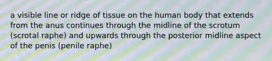 a visible line or ridge of tissue on the human body that extends from the anus continues through the midline of the scrotum (scrotal raphe) and upwards through the posterior midline aspect of the penis (penile raphe)