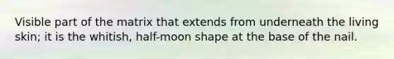 Visible part of the matrix that extends from underneath the living skin; it is the whitish, half-moon shape at the base of the nail.