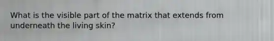 What is the visible part of the matrix that extends from underneath the living skin?