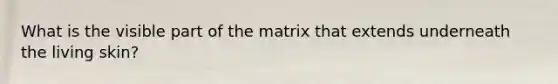 What is the visible part of the matrix that extends underneath the living skin?