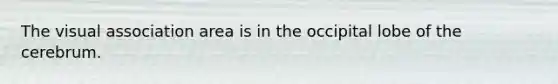 The visual association area is in the occipital lobe of the cerebrum.