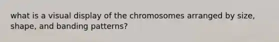 what is a visual display of the chromosomes arranged by size, shape, and banding patterns?