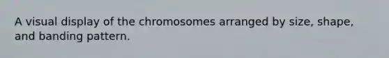 A visual display of the chromosomes arranged by size, shape, and banding pattern.