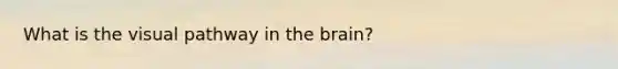 What is the visual pathway in the brain?
