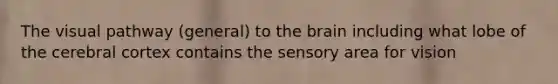 The visual pathway (general) to the brain including what lobe of the cerebral cortex contains the sensory area for vision