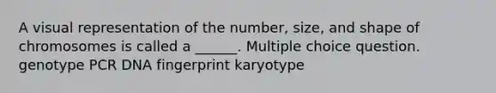 A visual representation of the number, size, and shape of chromosomes is called a ______. Multiple choice question. genotype PCR DNA fingerprint karyotype