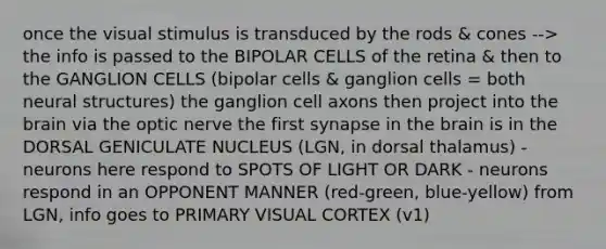 once the visual stimulus is transduced by the rods & cones --> the info is passed to the BIPOLAR CELLS of the retina & then to the GANGLION CELLS (bipolar cells & ganglion cells = both neural structures) the ganglion cell axons then project into the brain via the optic nerve the first synapse in the brain is in the DORSAL GENICULATE NUCLEUS (LGN, in dorsal thalamus) - neurons here respond to SPOTS OF LIGHT OR DARK - neurons respond in an OPPONENT MANNER (red-green, blue-yellow) from LGN, info goes to PRIMARY VISUAL CORTEX (v1)