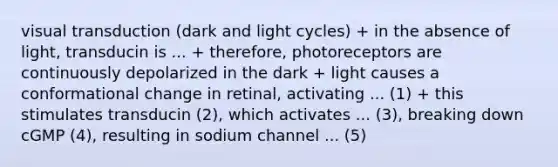 visual transduction (dark and light cycles) + in the absence of light, transducin is ... + therefore, photoreceptors are continuously depolarized in the dark + light causes a conformational change in retinal, activating ... (1) + this stimulates transducin (2), which activates ... (3), breaking down cGMP (4), resulting in sodium channel ... (5)