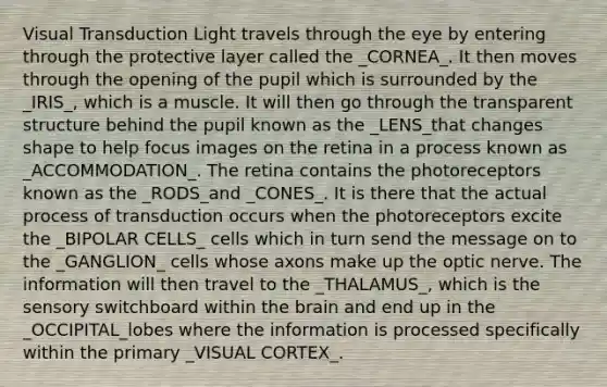 Visual Transduction Light travels through the eye by entering through the protective layer called the _CORNEA_. It then moves through the opening of the pupil which is surrounded by the _IRIS_, which is a muscle. It will then go through the transparent structure behind the pupil known as the _LENS_that changes shape to help focus images on the retina in a process known as _ACCOMMODATION_. The retina contains the photoreceptors known as the _RODS_and _CONES_. It is there that the actual process of transduction occurs when the photoreceptors excite the _BIPOLAR CELLS_ cells which in turn send the message on to the _GANGLION_ cells whose axons make up the optic nerve. The information will then travel to the _THALAMUS_, which is the sensory switchboard within the brain and end up in the _OCCIPITAL_lobes where the information is processed specifically within the primary _VISUAL CORTEX_.