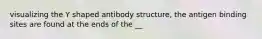 visualizing the Y shaped antibody structure, the antigen binding sites are found at the ends of the __