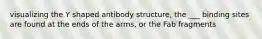 visualizing the Y shaped antibody structure, the ___ binding sites are found at the ends of the arms, or the Fab fragments