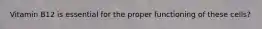 Vitamin B12 is essential for the proper functioning of these cells?