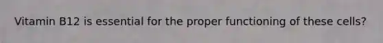 Vitamin B12 is essential for the proper functioning of these cells?