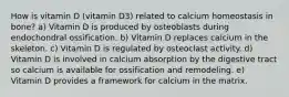 How is vitamin D (vitamin D3) related to calcium homeostasis in bone? a) Vitamin D is produced by osteoblasts during endochondral ossification. b) Vitamin D replaces calcium in the skeleton. c) Vitamin D is regulated by osteoclast activity. d) Vitamin D is involved in calcium absorption by the digestive tract so calcium is available for ossification and remodeling. e) Vitamin D provides a framework for calcium in the matrix.