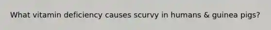 What vitamin deficiency causes scurvy in humans & guinea pigs?