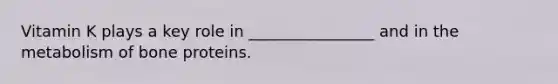 Vitamin K plays a key role in ________________ and in the metabolism of bone proteins.