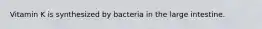 Vitamin K is synthesized by bacteria in the large intestine.