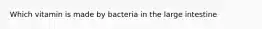 Which vitamin is made by bacteria in the large intestine