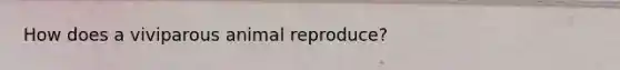 How does a viviparous animal reproduce?