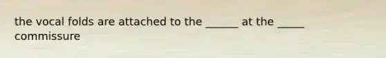 the vocal folds are attached to the ______ at the _____ commissure