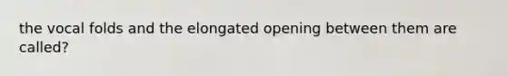 the vocal folds and the elongated opening between them are called?