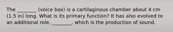 The ________ (voice box) is a cartilaginous chamber about 4 cm (1.5 in) long. What is its primary function? It has also evolved to an additional role, ________, which is the production of sound.