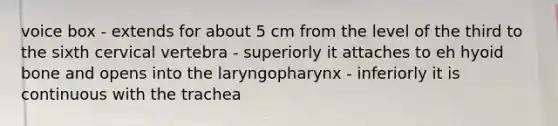 voice box - extends for about 5 cm from the level of the third to the sixth cervical vertebra - superiorly it attaches to eh hyoid bone and opens into the laryngopharynx - inferiorly it is continuous with the trachea