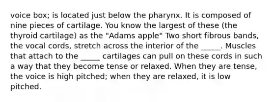 voice box; is located just below the pharynx. It is composed of nine pieces of cartilage. You know the largest of these (the thyroid cartilage) as the "Adams apple" Two short fibrous bands, the vocal cords, stretch across the interior of the _____. Muscles that attach to the _____ cartilages can pull on these cords in such a way that they become tense or relaxed. When they are tense, the voice is high pitched; when they are relaxed, it is low pitched.