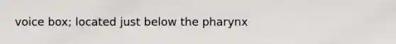 voice box; located just below the pharynx