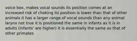 voice box, makes vocal sounds its position comes at an increased risk of choking its position is lower than that of other animals it has a larger range of vocal sounds than any animal larynx not true it is positioned the same in infants as it is in adults (infants' are higher) it is essentially the same as that of other primates