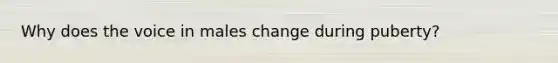 Why does the voice in males change during puberty?