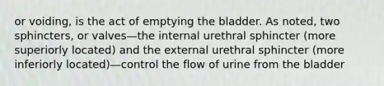 or voiding, is the act of emptying the bladder. As noted, two sphincters, or valves—the internal urethral sphincter (more superiorly located) and the external urethral sphincter (more inferiorly located)—control the flow of urine from the bladder